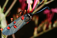 Zygaena lavandulae